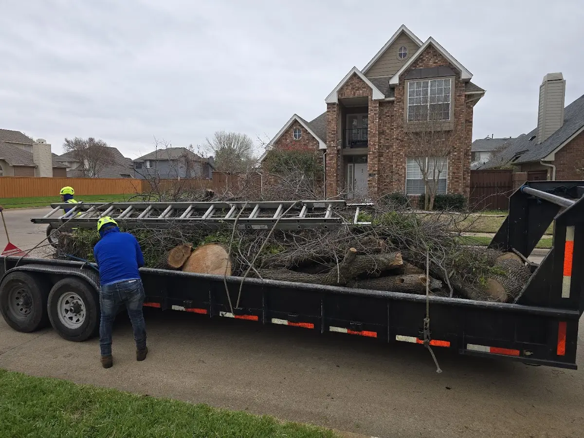 Expert Tree Removal with proper safety equipment in Dugger